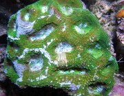 OulophylliaGreen