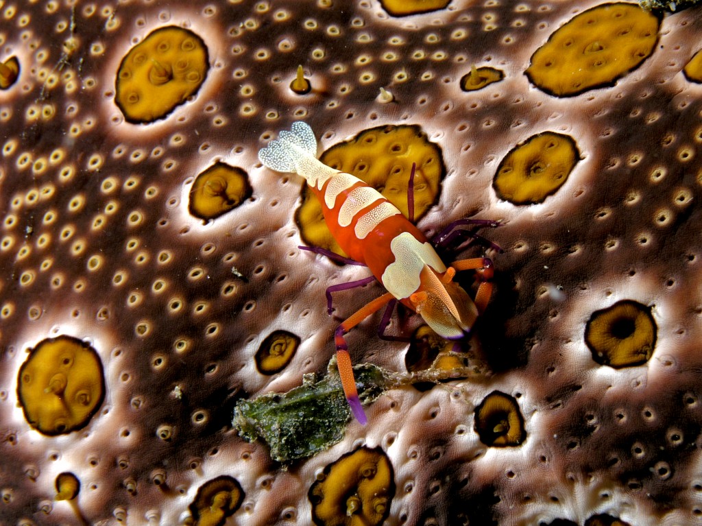 Periclimenes imperator (Emperor shrimp) on Bohadschia argus (Sea cucumber) via http://en.wikipedia.org