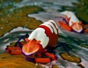 http://www.kiltr.com/natural-history