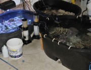 Coral being staged in containers. Image via R2R member Mike&Terry