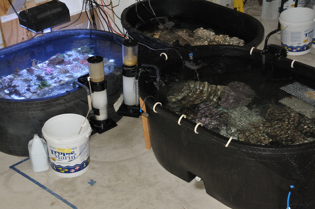 Coral being staged in containers. Image via R2R member Mike&Terry