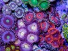 joshporksandwic 125g Zoa Dominated Tank