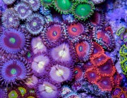 joshporksandwic 125g Zoa Dominated Tank