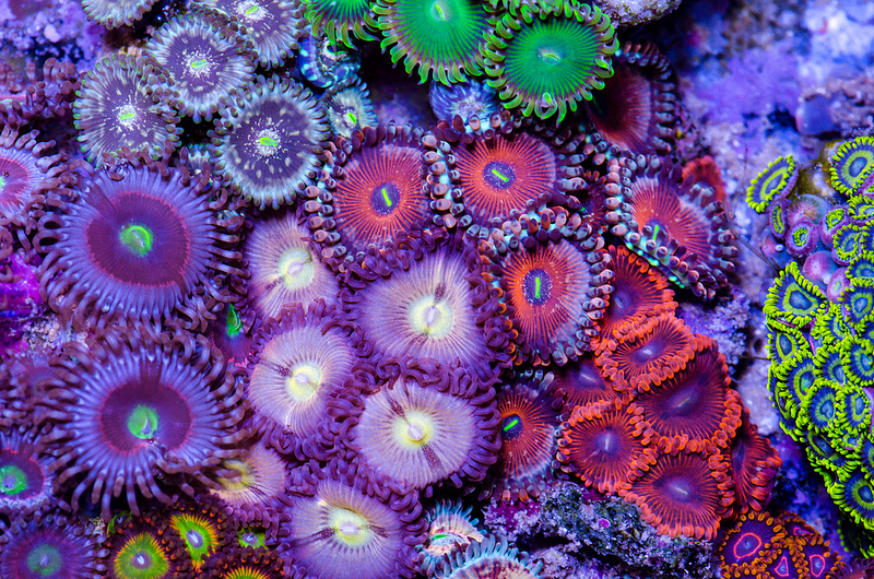 joshporksandwic 125g Zoa Dominated Tank