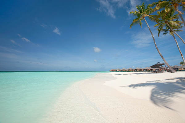 Impressive beach panorama Bright white sand Coconut trees Cozy thatched roof Constance Halaveli Resort