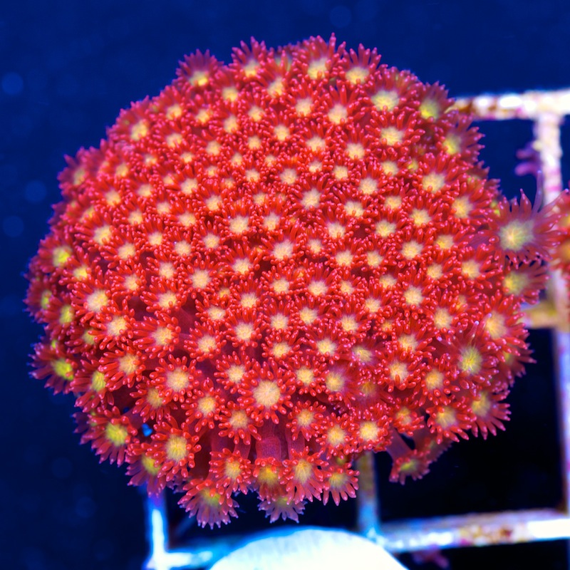 image via R2R member CherryCorals.com