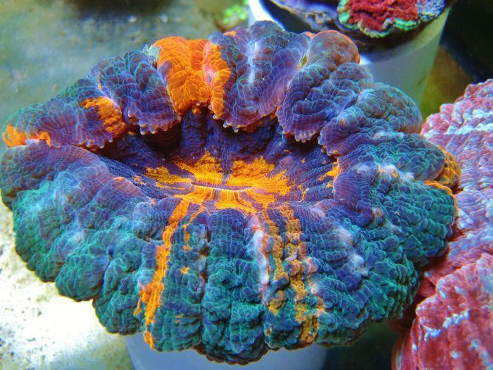 Acanthophyllia Deshayesiana (meat coral) image via reef2reef member Fishinfool