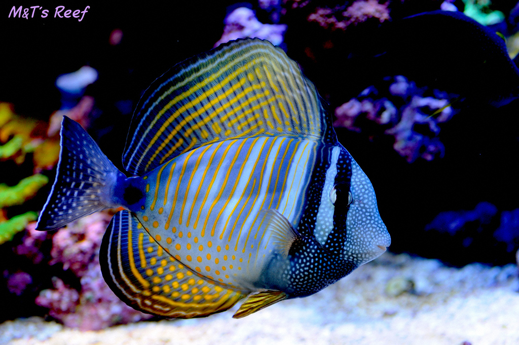 Desjardini tang image via reef2reef member mike&terry