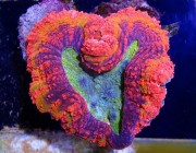 image via Sexy Corals