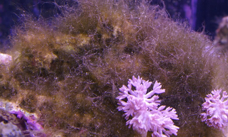 hair algae image via reef2reef member johnmaloney