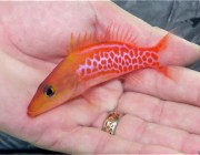 image via reef2reef sponsor Pacific Island Aquatics