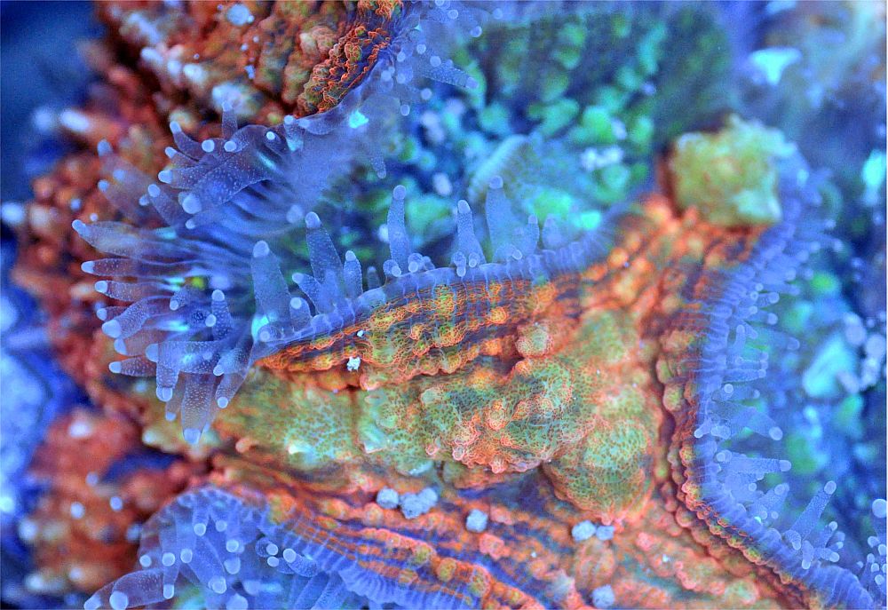 lobo feeder tentacles image via AquaSD