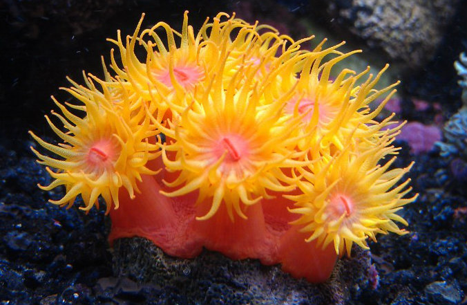 sun coral image via reef2reef member Dixie_reefer