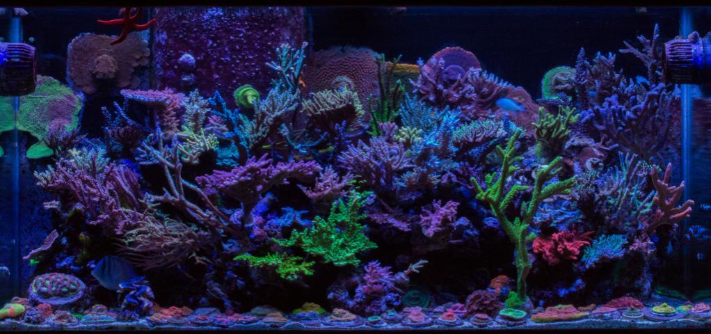 How to set up a saltwater reef aquarium tank- REEFEDITION
