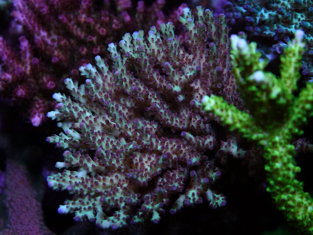 sps coral photo via reef2reef member gws3