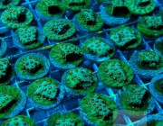 image via Unique Corals