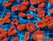 UCsuper-red-bowerbanki-frag-group-shot-thumbnail