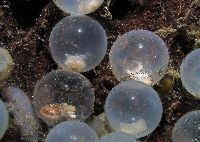 cuttlefish eggs image via andreaonline.de