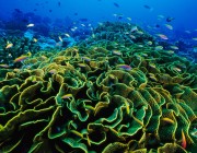image via nationalgeographic.com