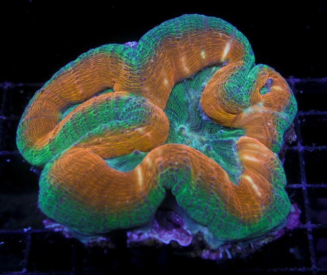 lobophyllia-miami-hurricane-reef-od