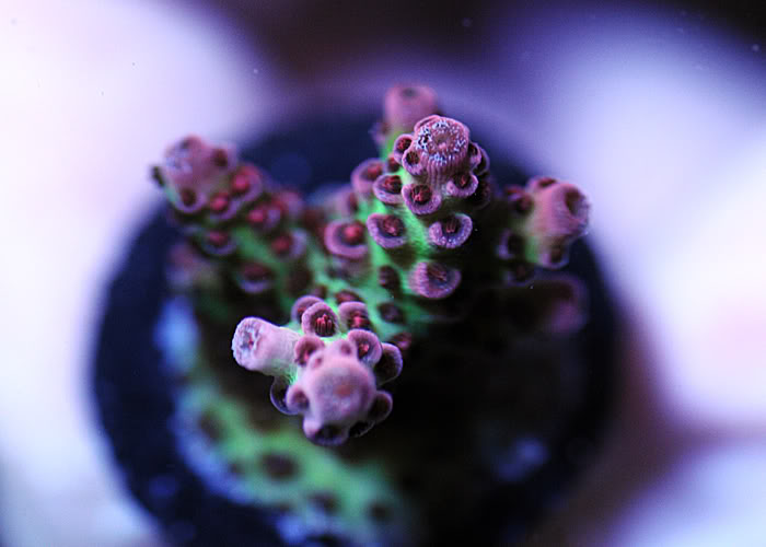 red planet frag image via reef2reef member JuniorMC8704