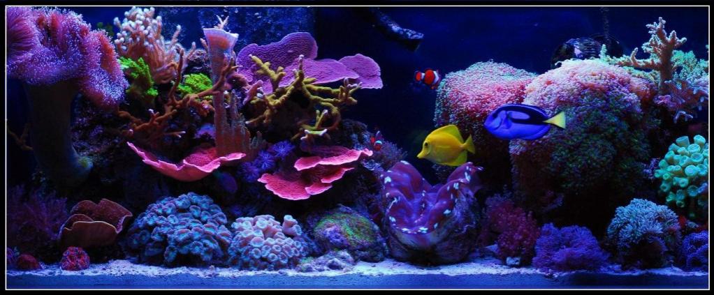 mixed reef image via reef2reef member reefmp