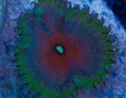 image via reef2reef member KLR