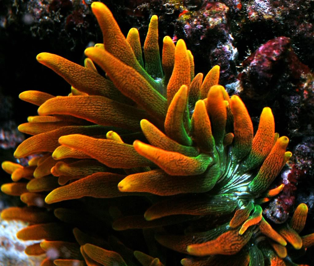 image via reef2reef member Reefer831