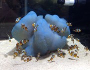fish breeding in Florida (more to come on this in a future article)