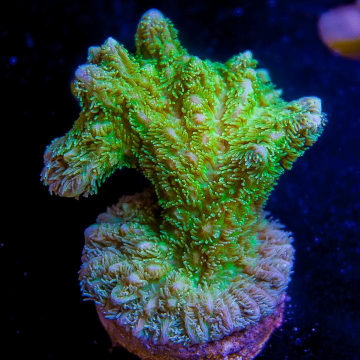 UC2inch-maricultured-aussie-hydnopora-42