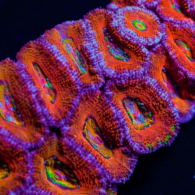 candy-center-acan-macro