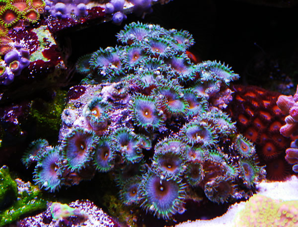 image via reef2reef member Nanofins