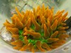 sunburst bubble tipped anemone image via reef2reef member ladyreefer1983