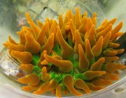 sunburst bubble tipped anemone image via reef2reef member ladyreefer1983