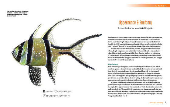 A Banggai Cardinalfish book sneak peek – the opening spread for the Appearance & Anatomy chapter, featuring artwork by project artist Karen Talbot.