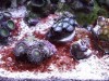 cyanobacteria algae settled in around some coral frags - image via reef2reef member Murfman