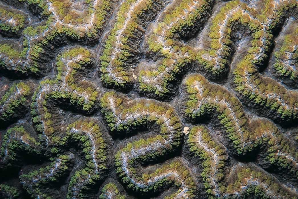 Symphyllia recta image via http://coral.aims.gov.au/factsheet.jsp?speciesCode=0348