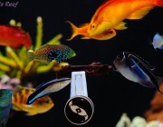 fish eating nori (seaweed) from a algae clip. image via reef2reef member mike&terry