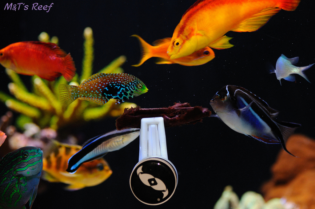 fish eating nori (seaweed) from a algae clip. image via reef2reef member mike&terry