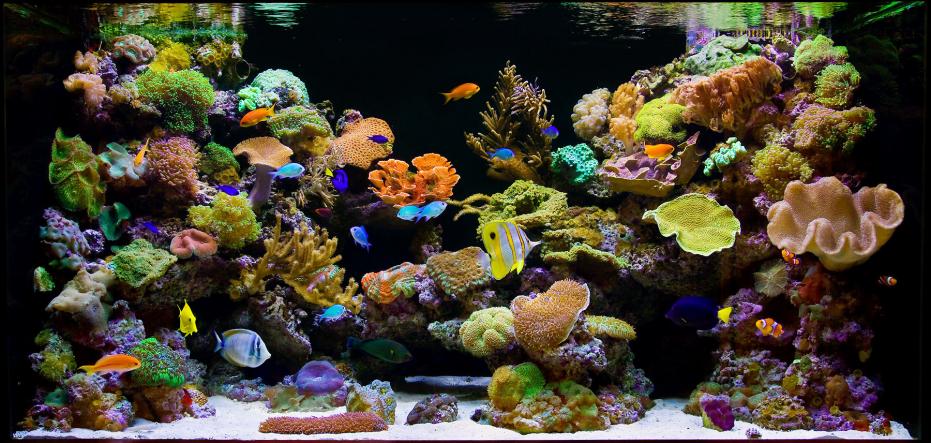 68_1aquarium_reeftank_fishtank.jpg