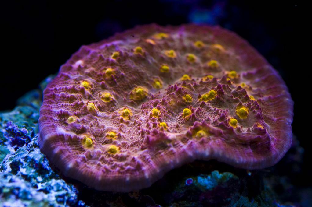 chalice coral image via reef2reef member DanRigle