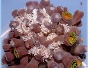 berghia eating aiptasia anemones that were situated in between the polyps of the coral colony: image via saltyunderground.com