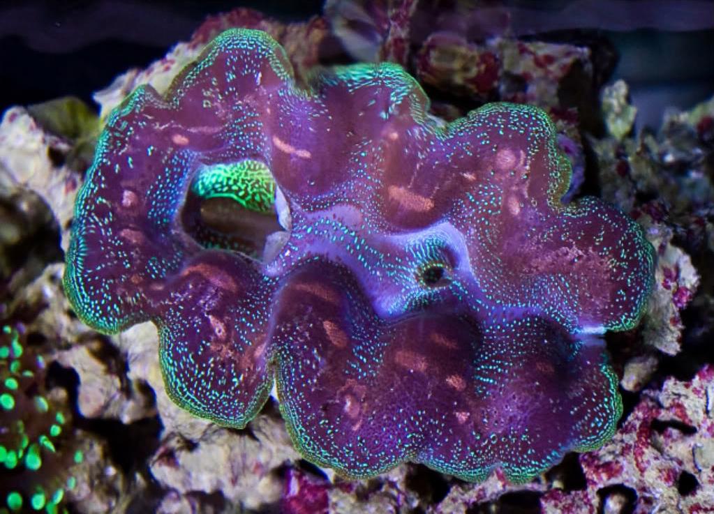 image via reef2reef member Dave3112