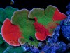 montipora cap image via reef2reef member world wide corals