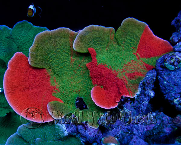 montipora cap image via reef2reef member world wide corals