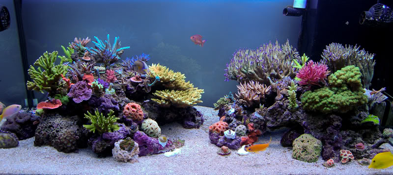 SunnyX 225g Reef