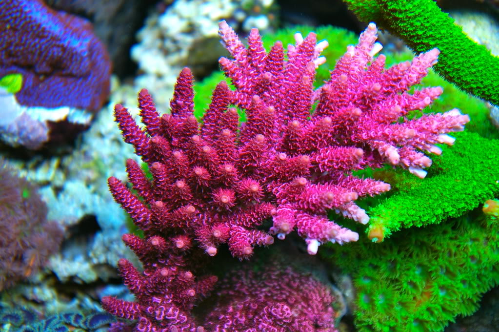 red planet sps coral image via reef2reef member MimicOcto8