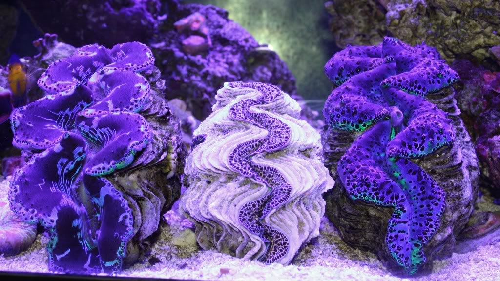 image via reef2reef member FishLipz