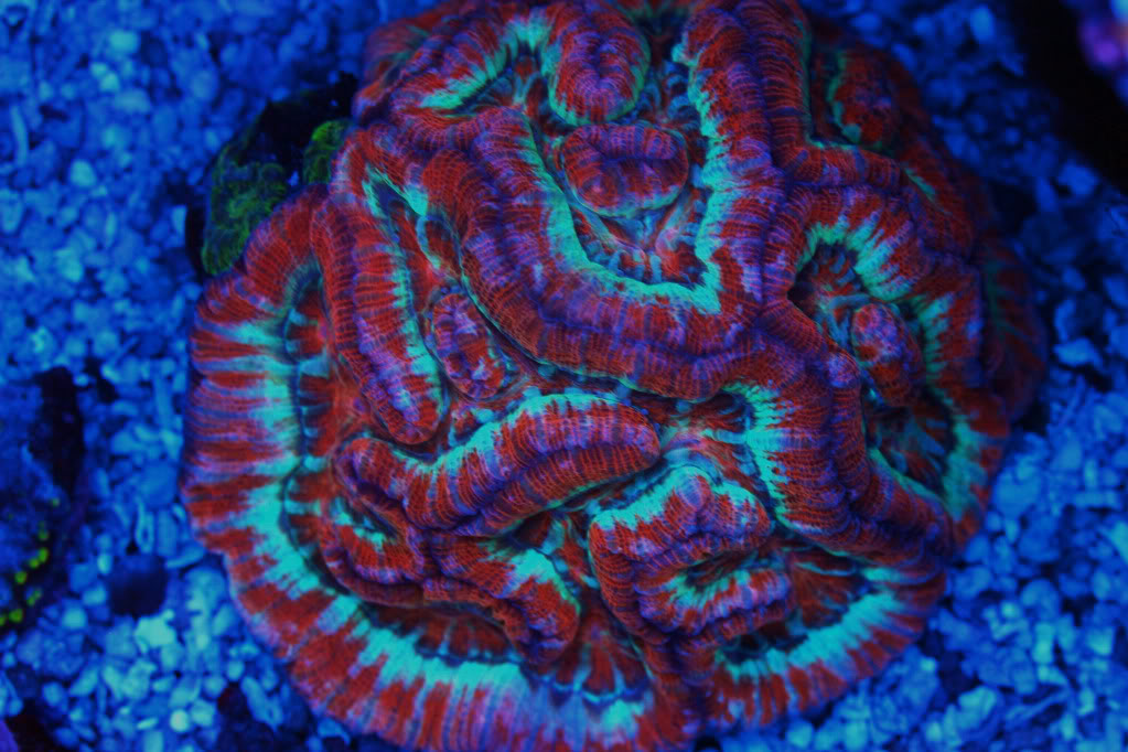 image via reef2reef member Reefer831