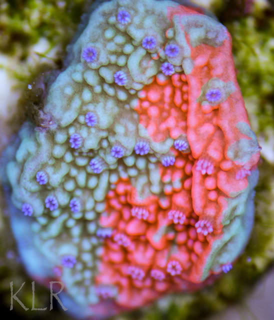 grafted montipora image via reef2reef member klr